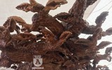 Choáng ngợp ngắm bộ kỳ mộc 7 món 'tứ linh quần tụ', giá 3,5 tỷ đồng